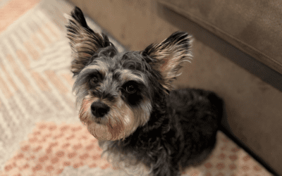 Veterinary Professional Liability Insurance