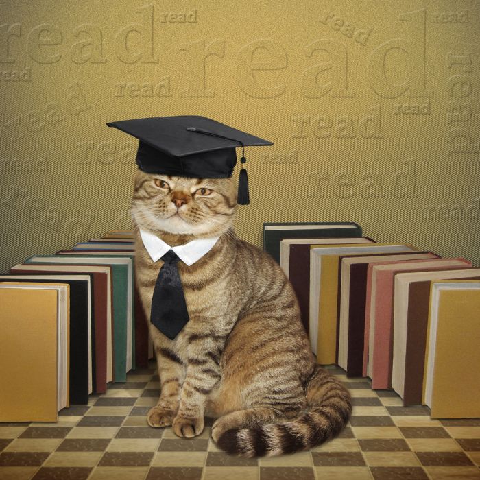 a cat wearing a graduation cap and tie