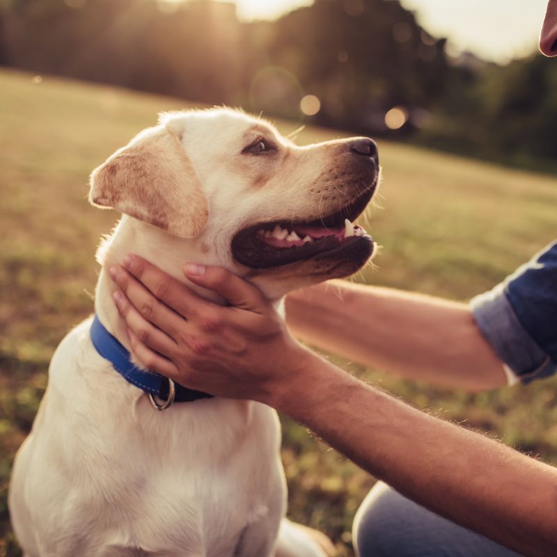 a dog with a man outdoor