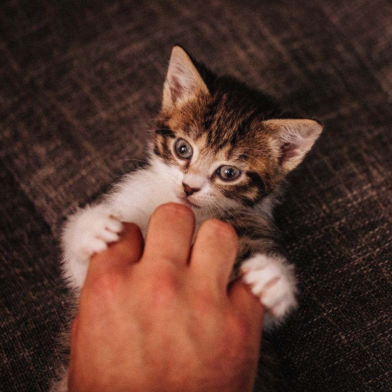 a kitten being touched by a person