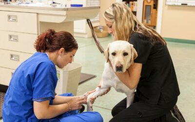 Can a Veterinarian Sue if a Dog Bites?