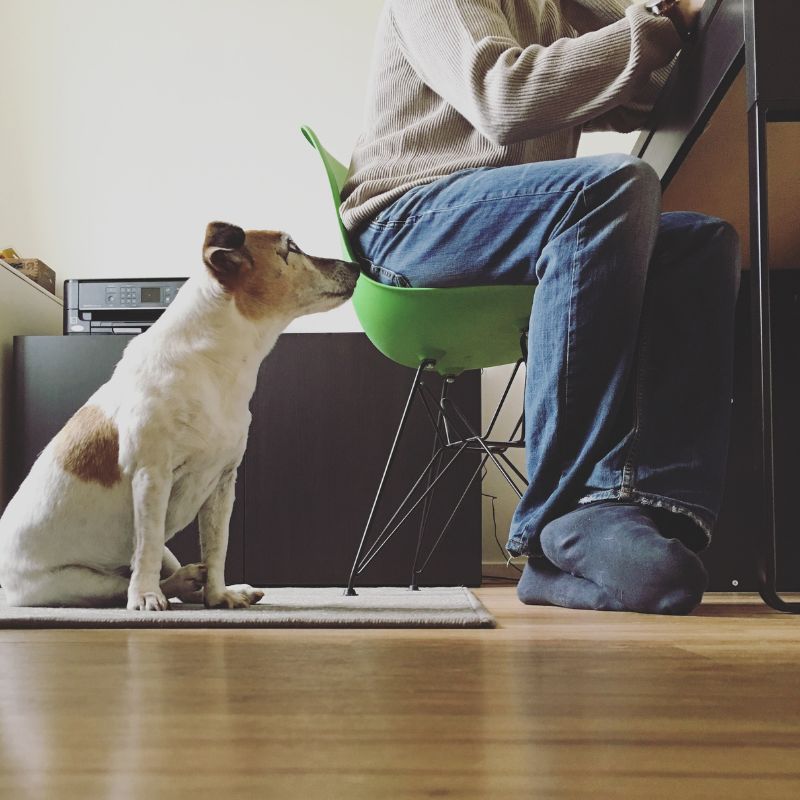 a dog sitting next to a person sitting on a chair